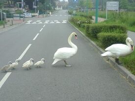 Des oies qui se baladent sur la route